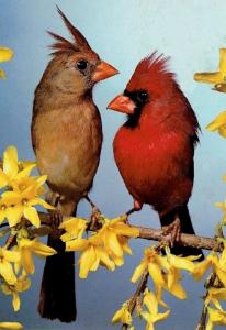 Cardinal rouge (2)