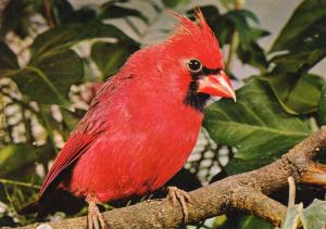 Cardinal rouge
