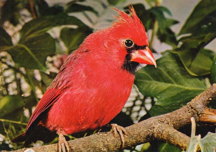 Cardinal rouge