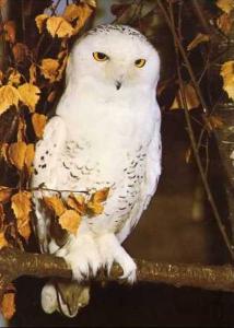 Chouette Harfang, pays arctiques