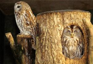 Chouette hulotte