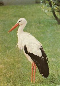 Cigogne blanche - 1986