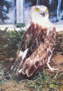 Circaéte Jean-le-Blanc