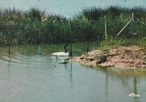 Cygne à cou noir - 1998