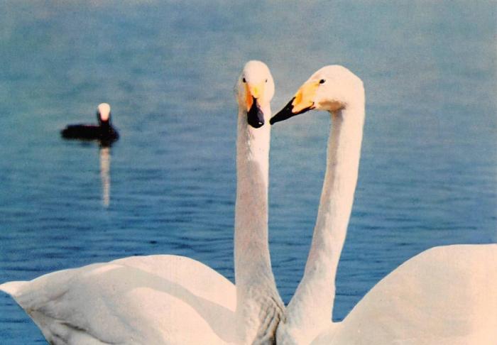 Cygne chanteur