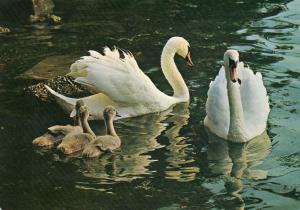 Cygne tuberculé - 1986
