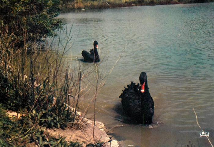 Cygnes noirs