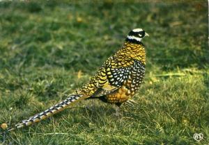 Faisan vénéré (Chine) - 1987