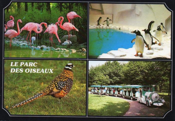 Faisan vénéré de Chine - Flamants rouges d’Amérique centrale - Manchots des îles australes