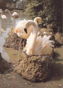 Flamant rose