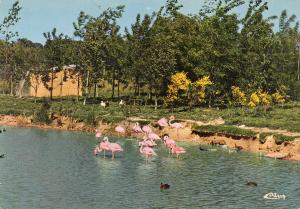 Flamants roses - 1977 (2)
