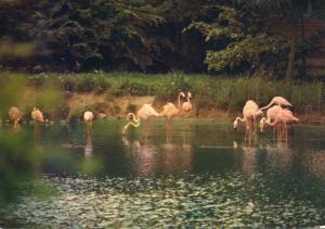 Flamants roses - 1977