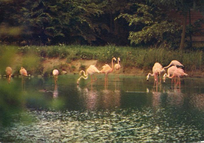 Flamants roses - 1977