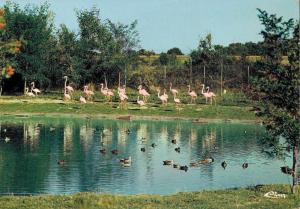 Flamants roses