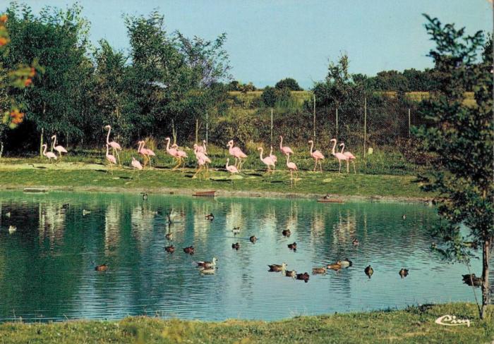Flamants roses