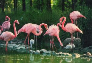 Flamants roses Depuis 1976, ils élèvent des jeunes chaque année. villars