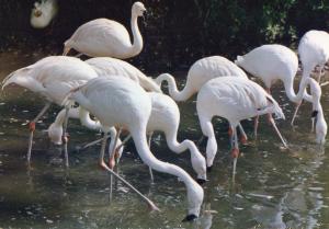 Flamants roses