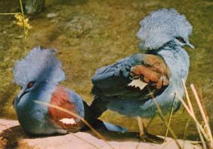 Goura couronné. Pigeons géants de Nouvelle Calédonie - 1974