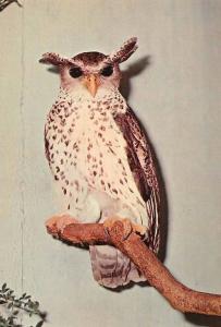 Grand-duc de Sumatra