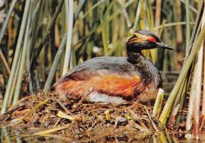 Grèbe à cou noir
