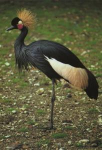 Grue couronnée (Afrique) - 1999