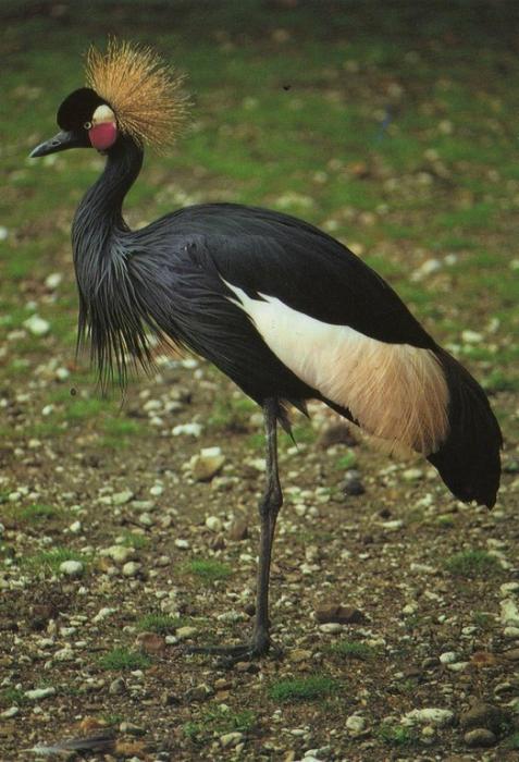 Grue couronnée (Afrique) - 1999
