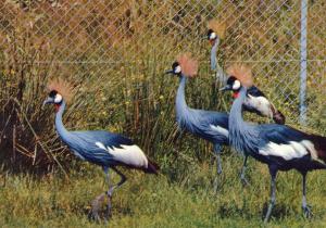 Grues couronnées - 1973