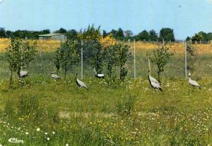 Grues de Numidie