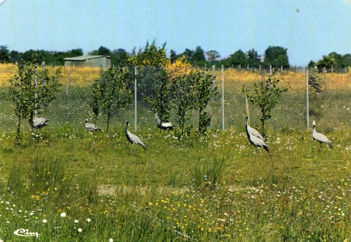 Grues de Numidie