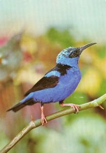 Guit-guit Saï - 1987