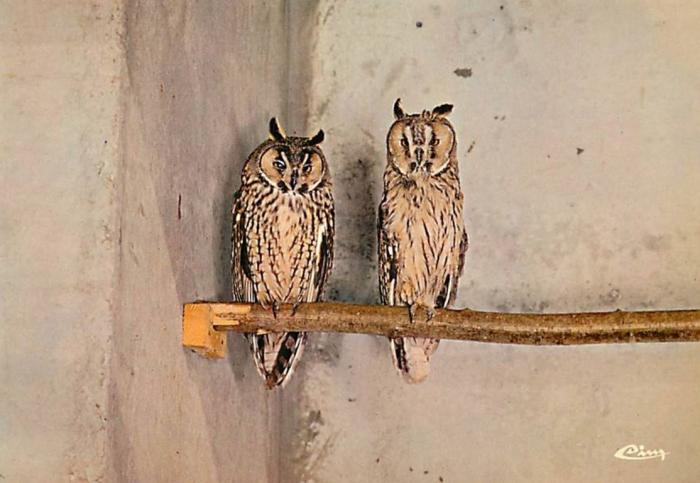 Hiboux moyens-ducs