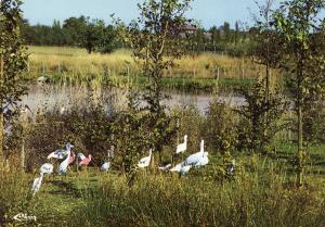 Ibis et spatules - 1972