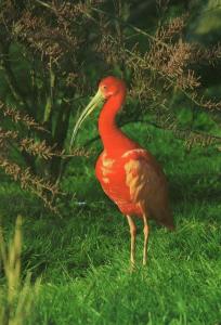 Ibis rouge - 1986