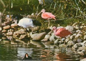 Ibis sacré (Afrique) et Ibis rouges (Amérique tropicale)