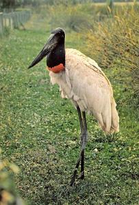 Jabiru d'Amérique