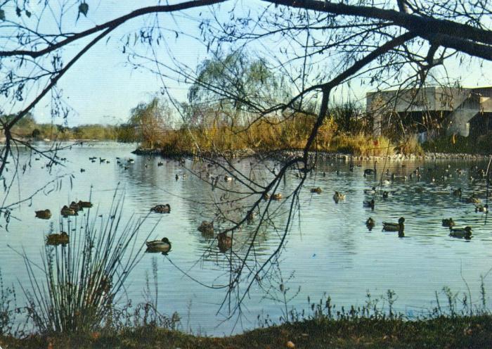 Le grand étang -1977