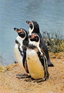 Manchots de Humbolt - 1979