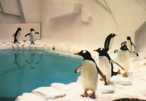 Manchots papous. Nouveaux bâtiments ouverts en 1979.