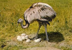 Nandou devant son nid - 1979