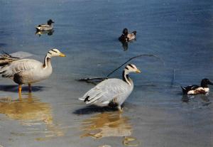 Oie à tête barrée - 1975