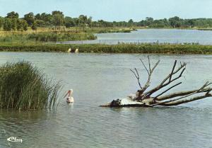 Pélican frisé - 1985