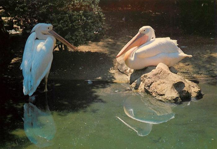 Pélican frisé - 1996