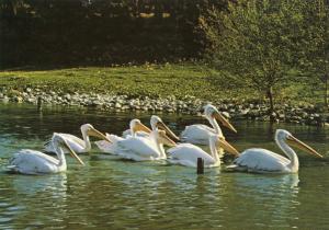 Pélicans blancs et Pélicans frisés.Nouvelles naissances depuis 1981.