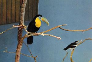 Toucan à bec caréné - 1974