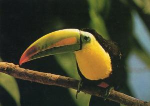 Toucan à bec caréné (Amérique tropicale)
