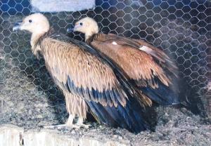 Vautour fauve de l'inde