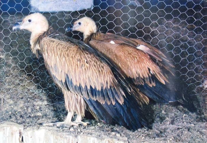 Vautour fauve de l'inde