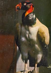 Vautour pape