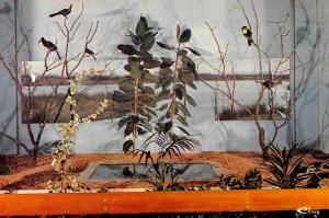 Volière dans la maison des oiseaux exotiques