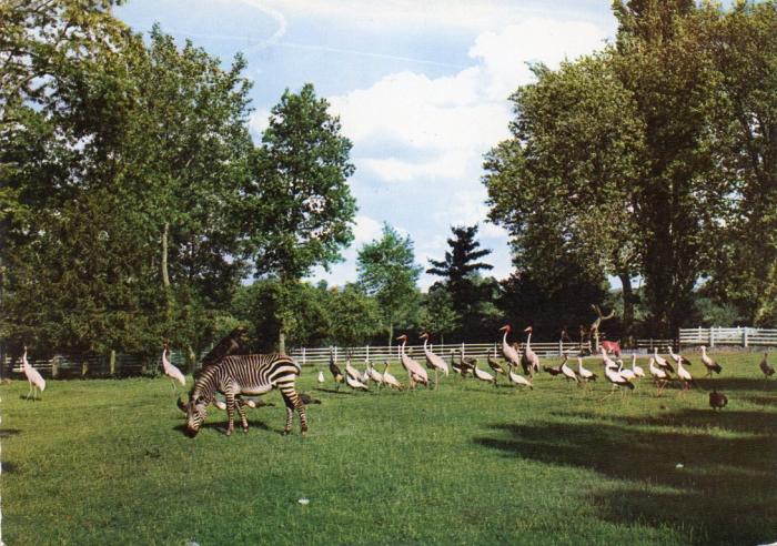 "Cancan", le zèbre - Flamants roses, grues, cigognes